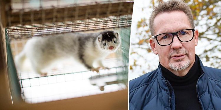 Dansk minkdöd kan ge fler uppfödare i Sverige