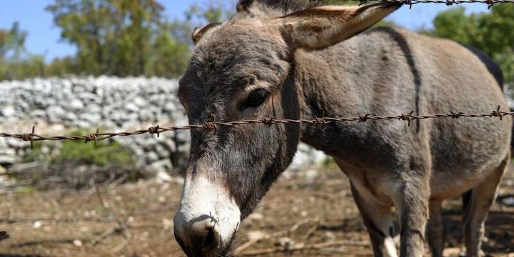 500 åsnor räddades från slakt