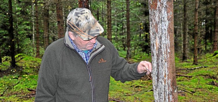 Studie: Viltskador kostar inte mycket