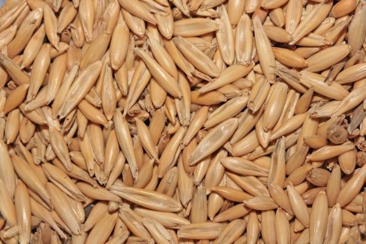 Rekordresultat för DON