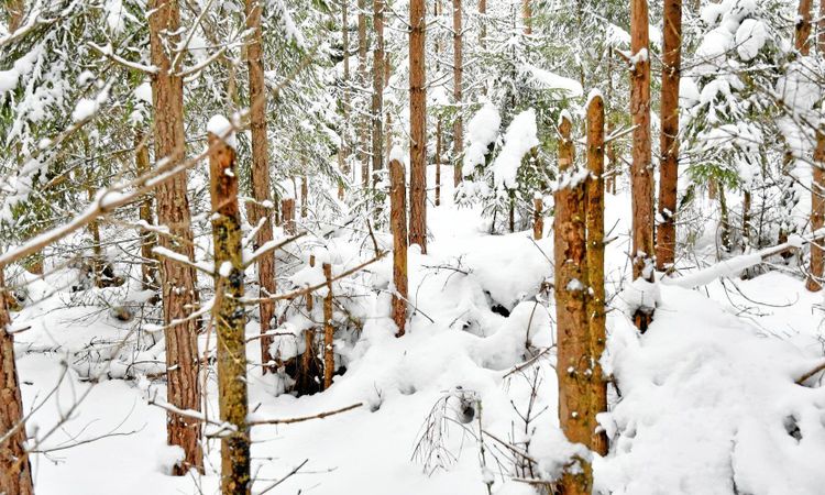 SLU vill digitalisera skogsdata