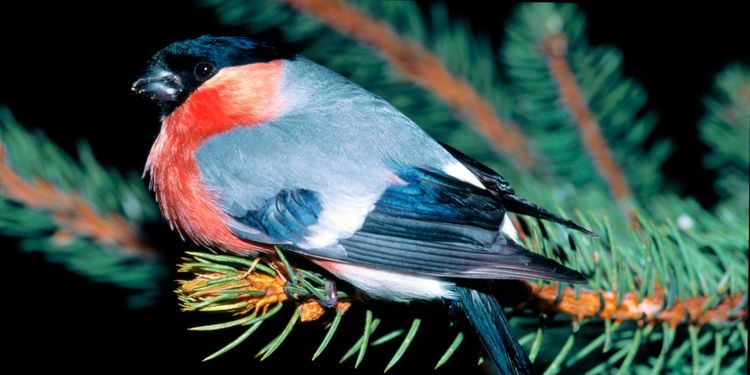 Framåt för skogsfåglar i Västmanland