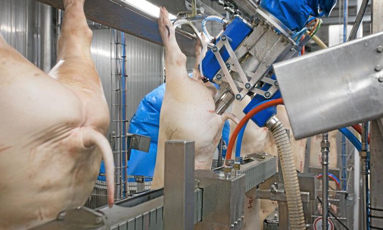 Storebror på väg in i slakterierna