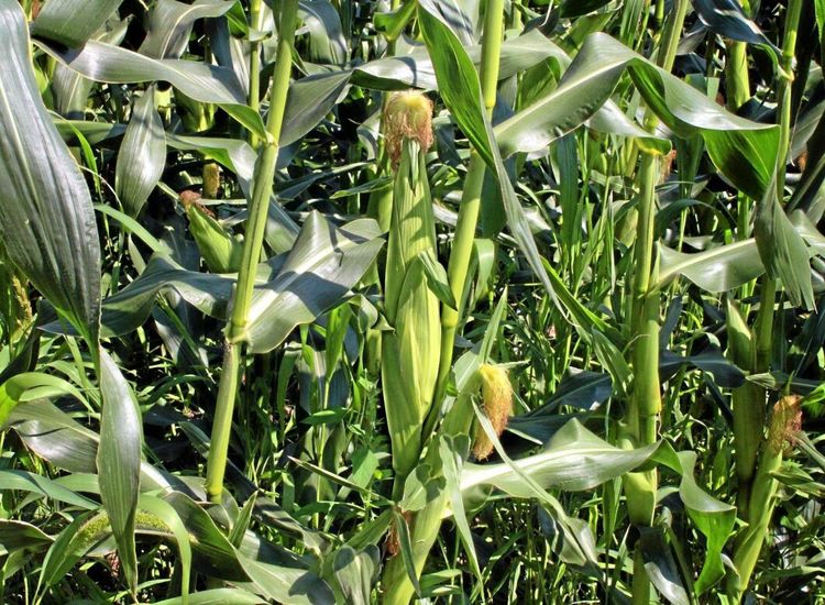 GMO-bonde får rätt i EU-domstolen