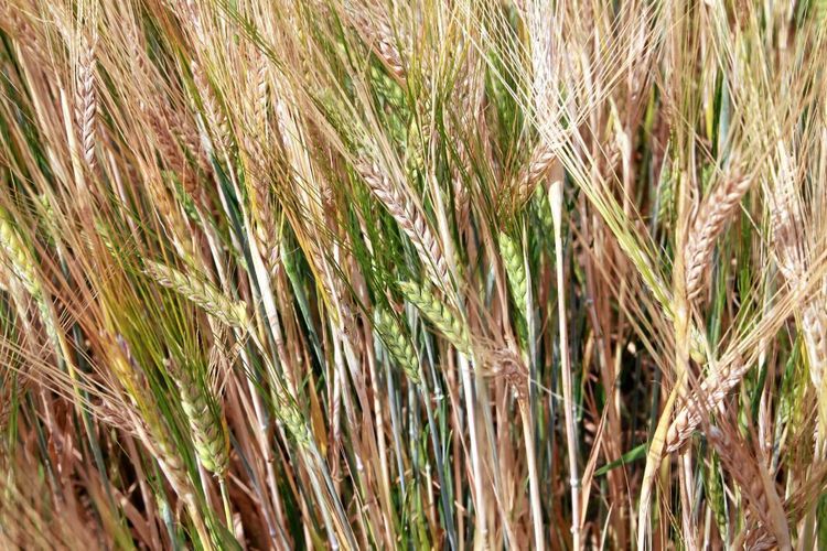 Får stipendium för sitt maltkornsjobb