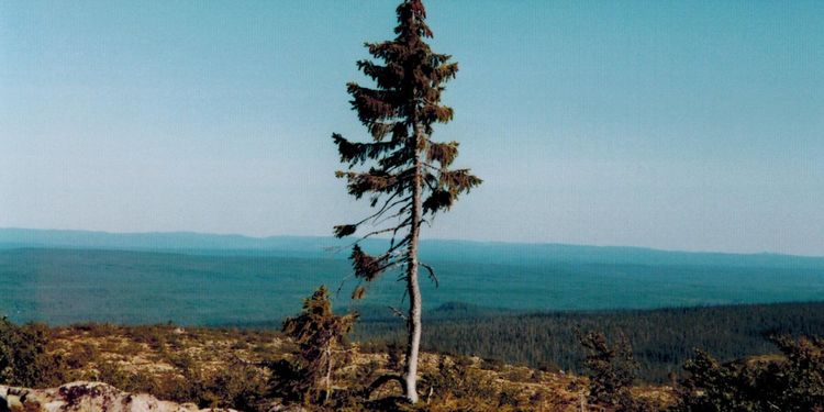 Världens äldsta gran läggs in på sjukhus
