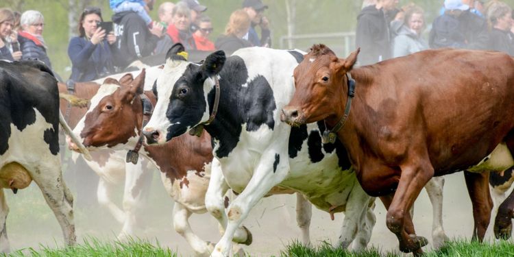 Kosläpp fullbokat – på 50 minuter