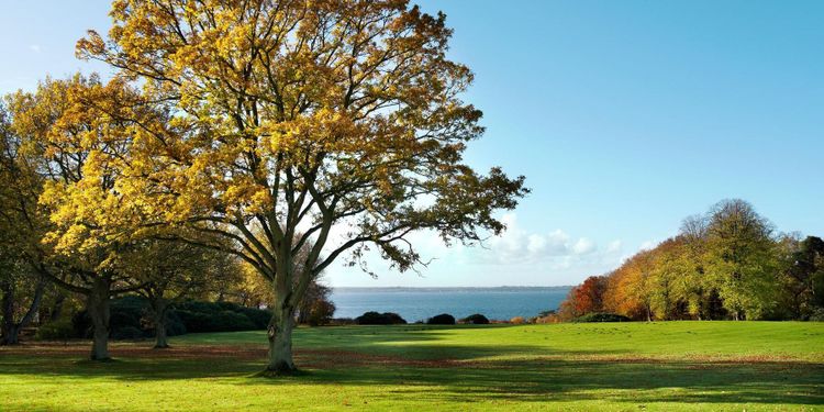 SLU studerar nyttan med träd