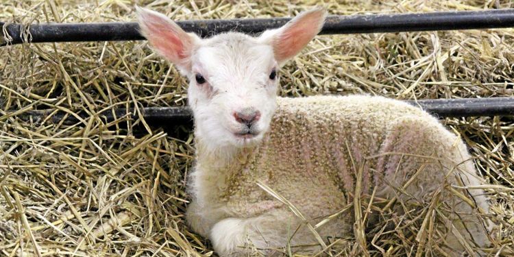 Torkan tvingar lammproducenter att sluta