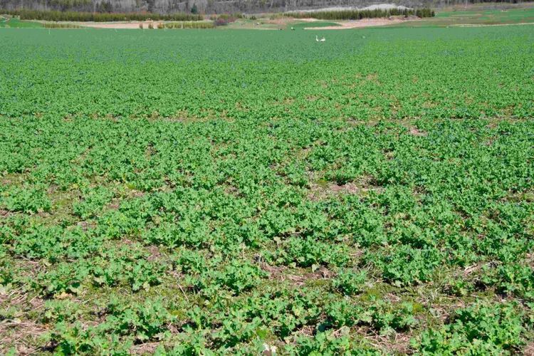 Nej till Toprex i höstraps