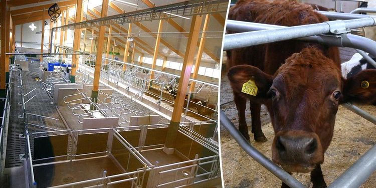 Nu tas Vretas nya ladugård i drift