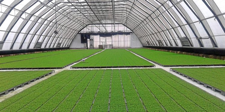 Torr vår ställer nya krav på plantleverantörer