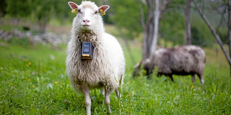 Snart testas virtuella stängsel i Sverige