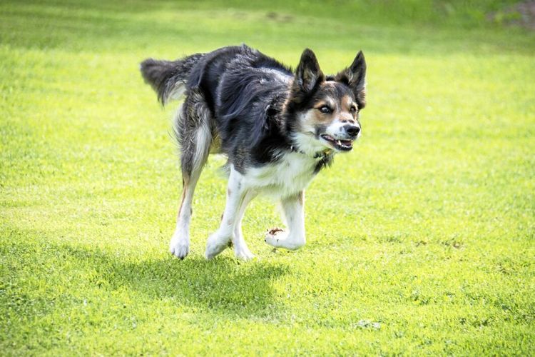 För landslaget är det vallhund som gäller