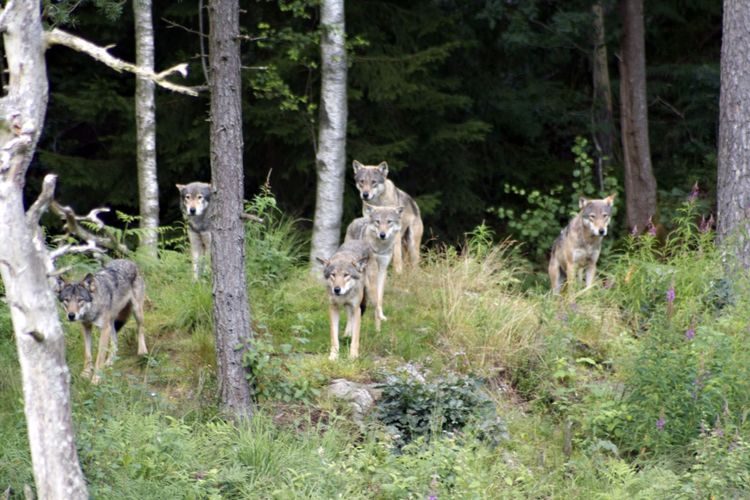 Vill se gemensam vargpolitik