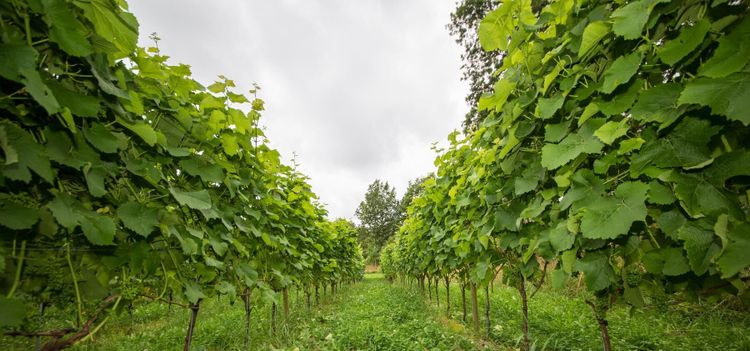 Riksdagsmajoritet för gårdsförsäljning med villkor