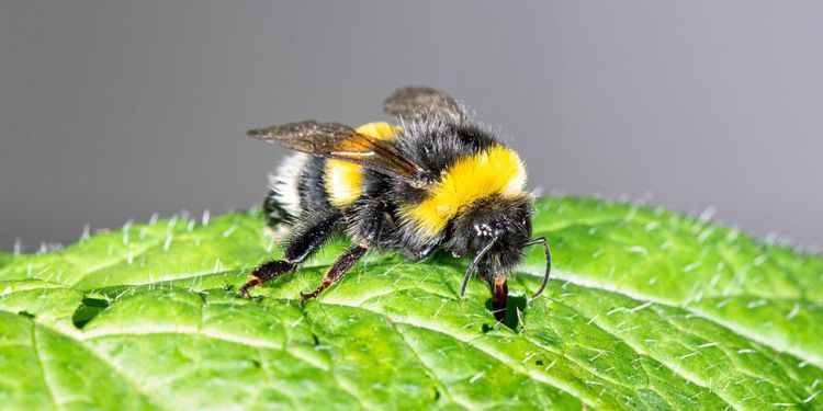 Humlorna gör så att blommorna blommar
