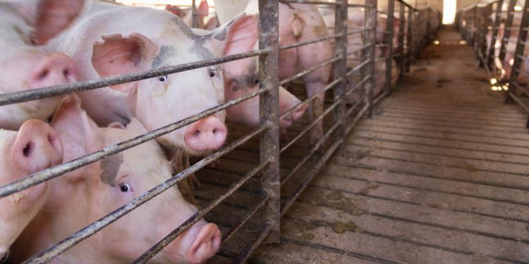 Massavlivning efter nytt fall av svinpest