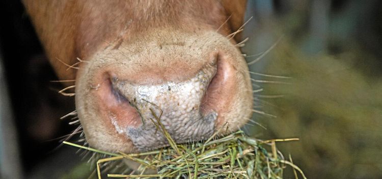 Svårt få rätt att binda upp tjurar