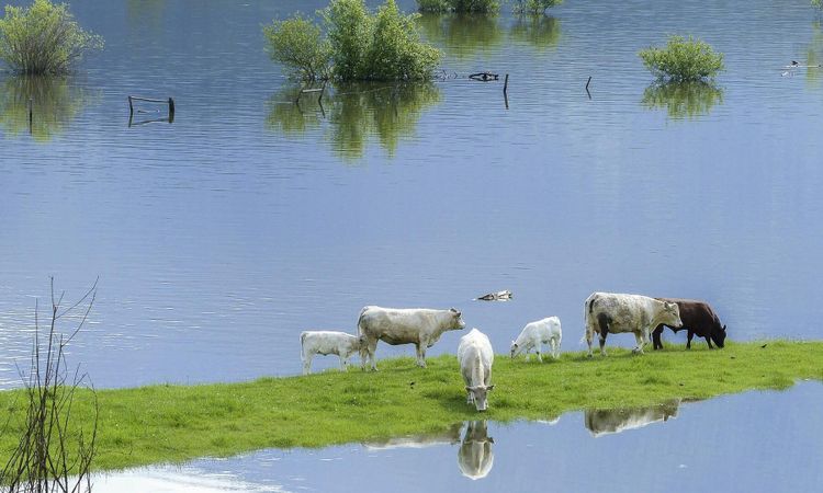 Mångmiljonskador efter översvämningar