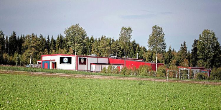 Slakteriet som satsar för att minska köer