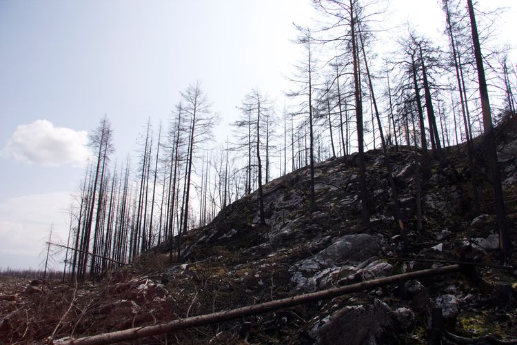 Staten bör betala anser skogsägaren Karl Hedin som fick 4 300 hektar skog brandskadad.