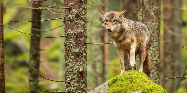 Svaren dröjer om hur rovdjursmål uppfylls