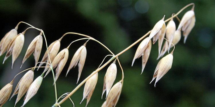 Oatly vann namnstrid