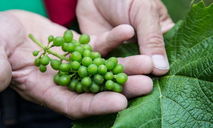 Riksdagsmajoritet för gårdsförsäljning