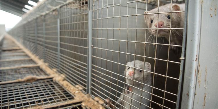 Djurskyddslagen kräver uppföljning anser politiker