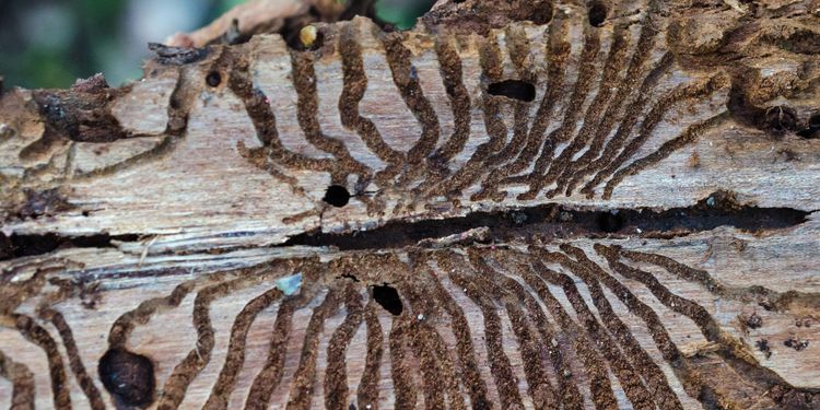 Svalare väder bromsade borrarna