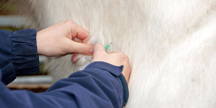 Veterinär får erinran av ansvarsnämnd