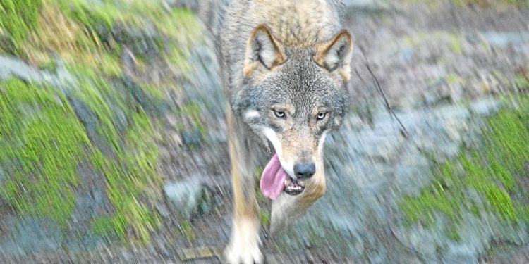 Jakthärvan: Åklagaren polisanmäls