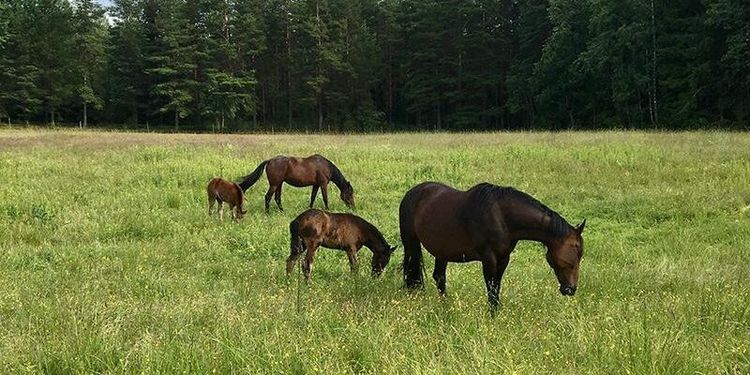 Hästföretagare får säga sitt
