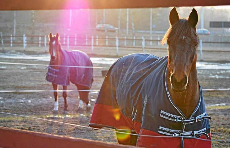 Nu får även ryttare friskvårdsbidrag