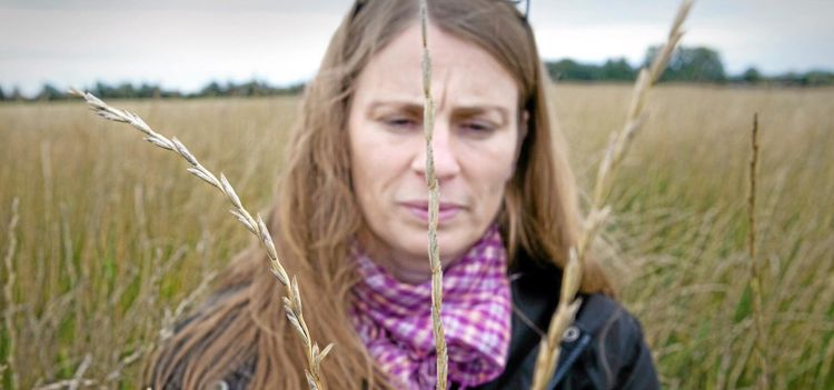 Ny flerårig gröda testas i Sverige