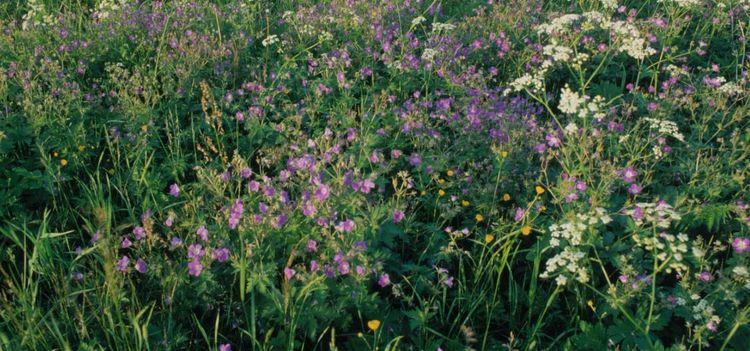 Så ändras direktstöden i år