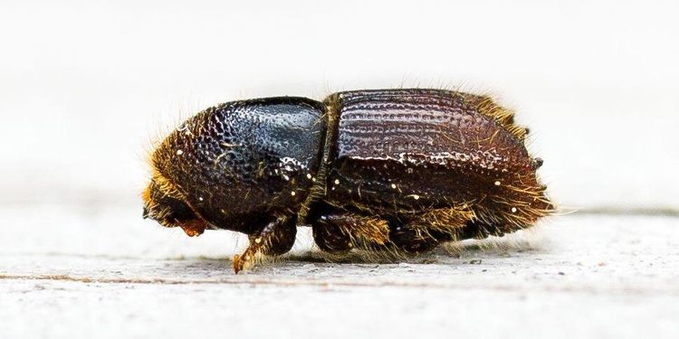 Regn och kyla bromsade borrarna