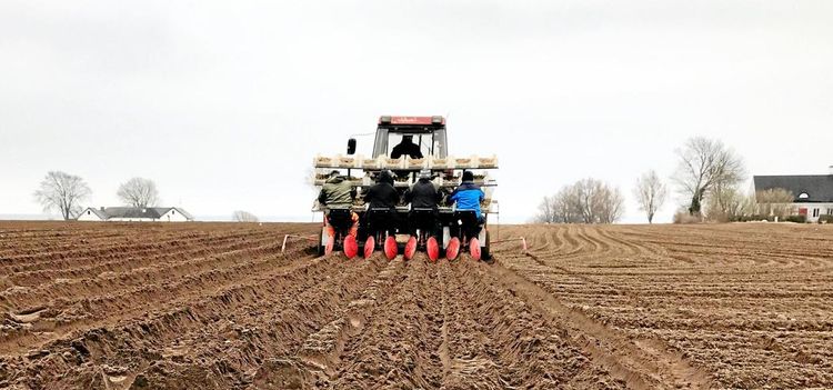 Sena knölar i skånsk jord