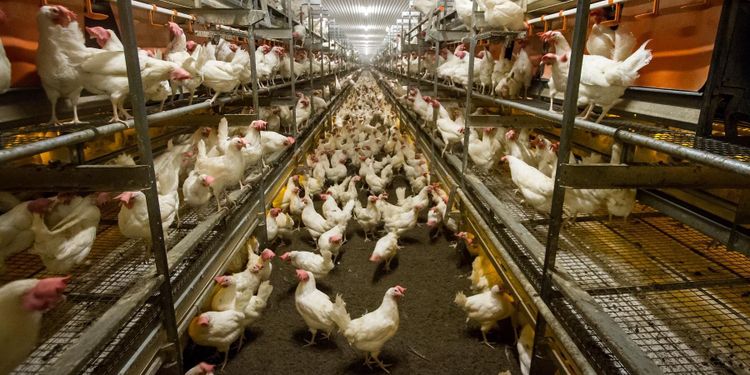 Svenska Ägg: ”En katastrofvinter”