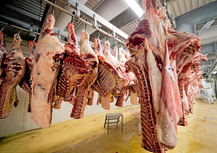 Växande slakteriproblem med smutsiga nötkreatur