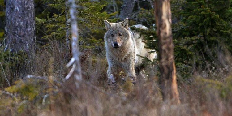 Ingen förlängd skyddsjakt på varg
