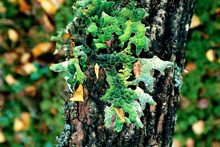 Beslut om nyckelbiotoper är inte slumpmässiga
