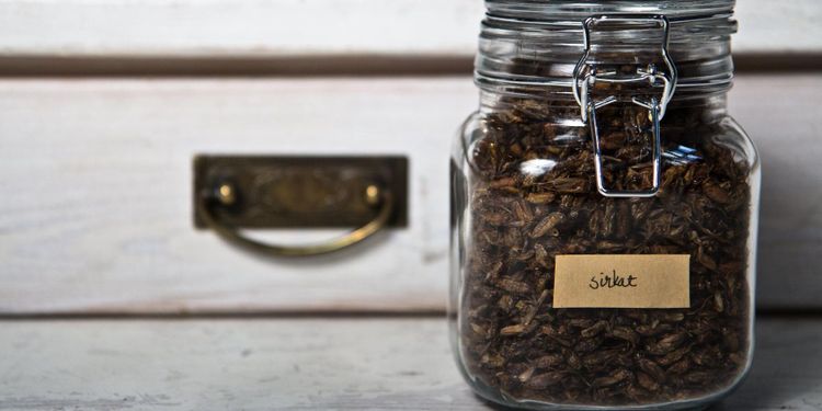 Fortsatt förbjudet att sälja insekter som mat i Sverige