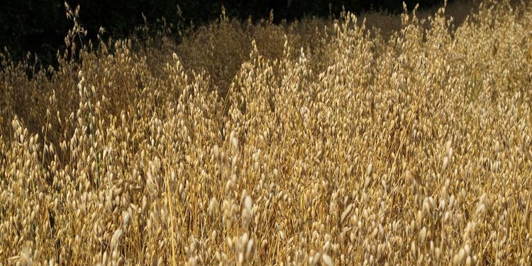 Priset på grynhavre pekar uppåt