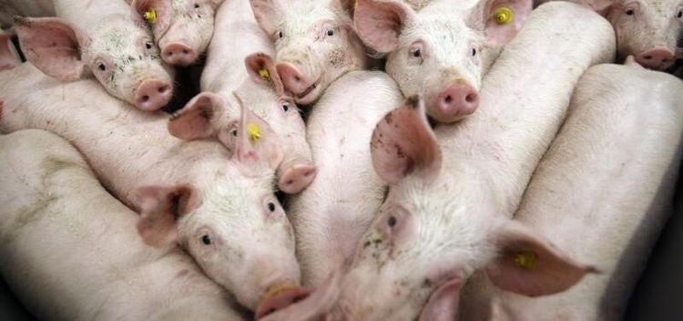 Grispriset fortsätter uppåt