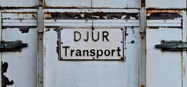 Dragkrok lossnade - häst dog