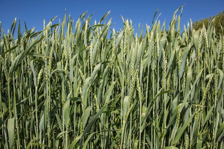 Grönt ljus för Medax max