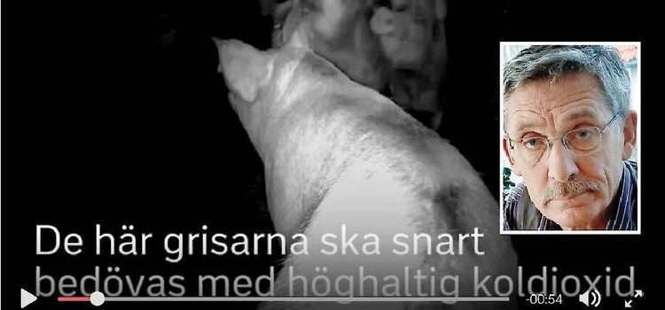 Hans grisfilm väckte debatten
