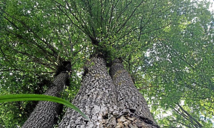 Riksdagen vill se forskning mot almsjuka